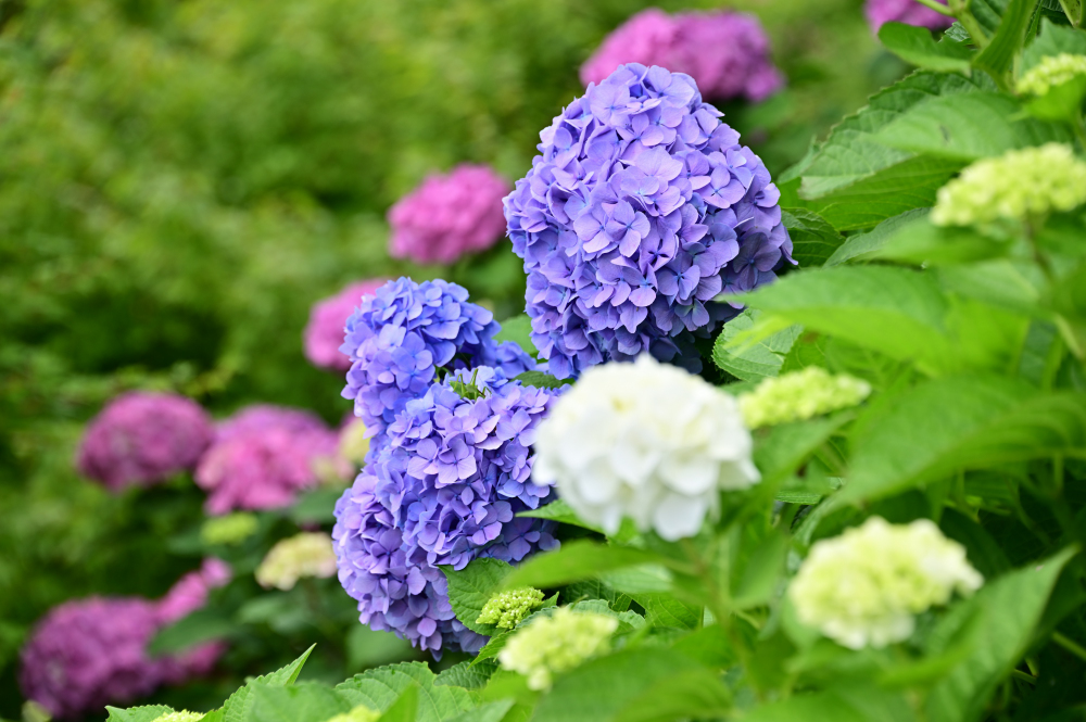 飯山観音長谷寺の写真