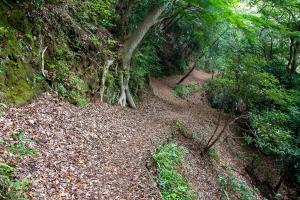 森のトンネル