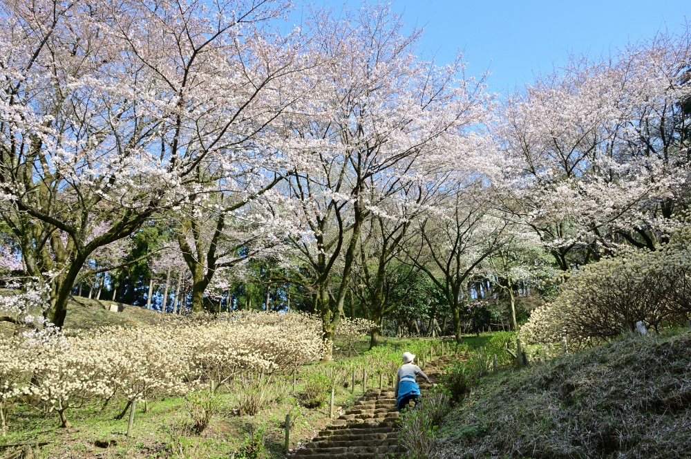 県立七沢森林公園の写真