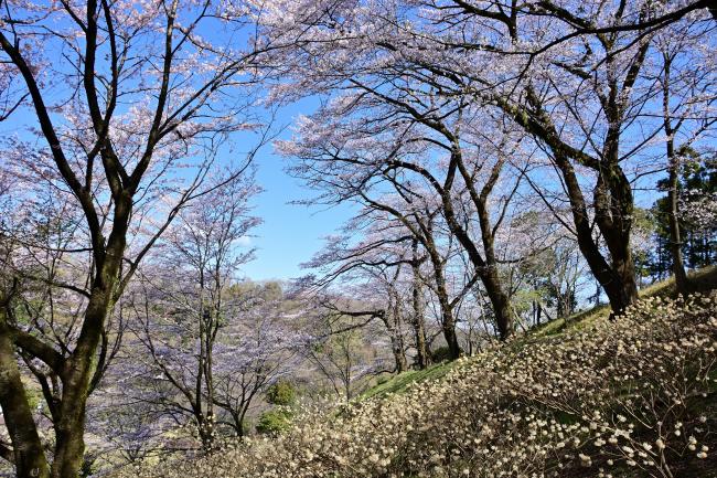 県立七沢森林公園(さくらの園)の写真