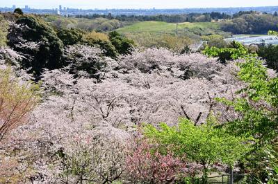 春の桜