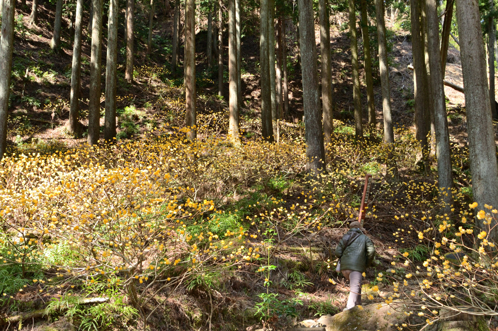 不動尻ミツマタ大群生地のミツマタの写真