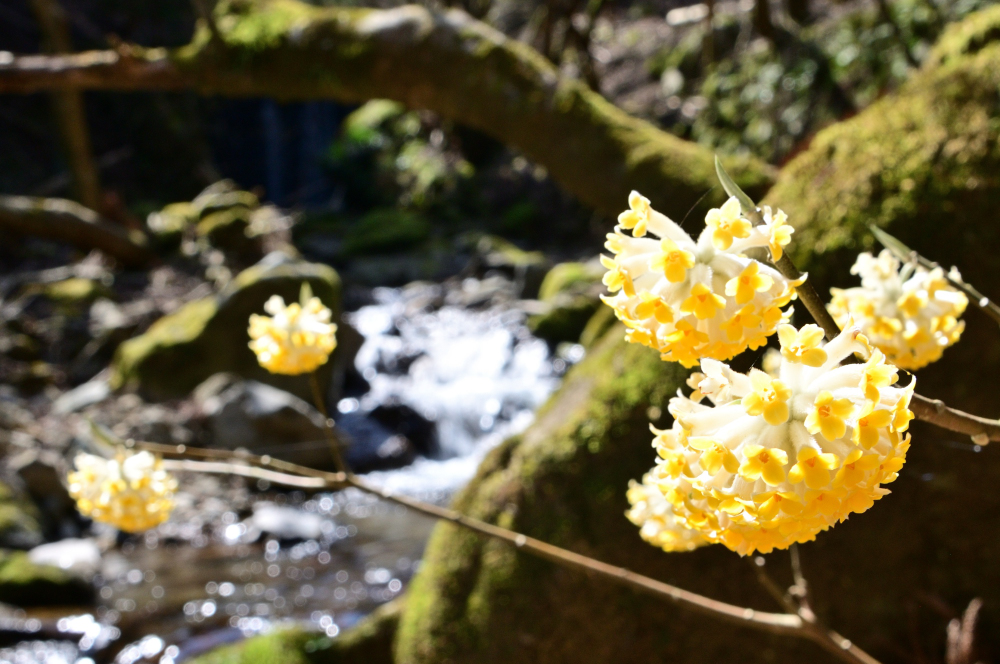 不動尻ミツマタ大群生地のミツマタの写真