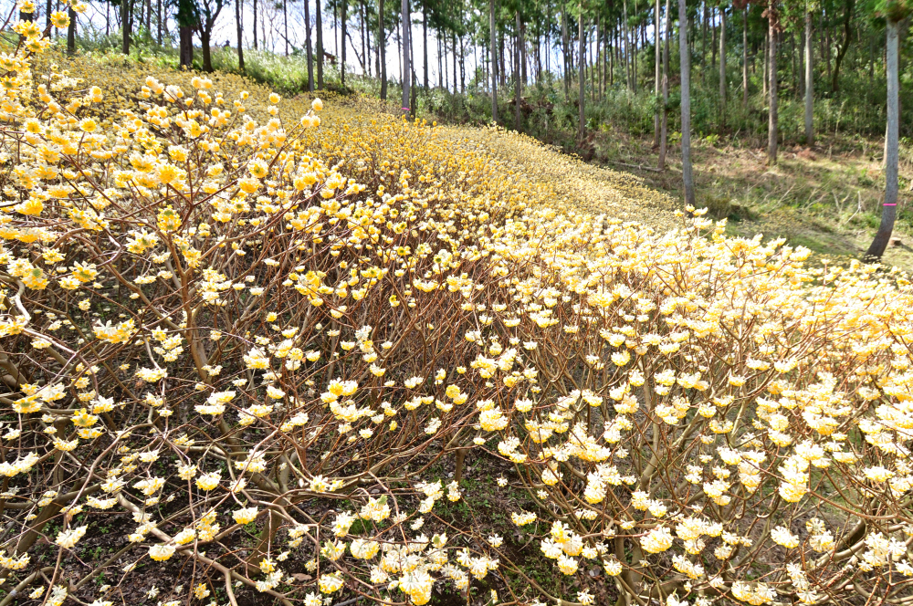 県立七沢森林公園(さくらの園)のミツマタの写真