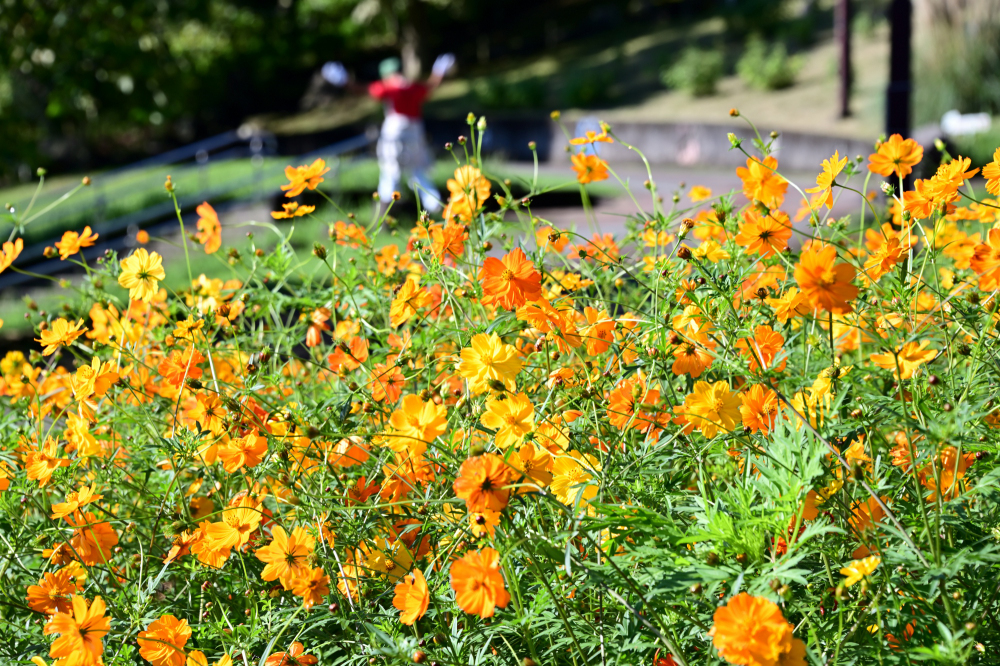 荻野運動公園-コスモス- - 厚木市観光協会 あつぎ観光なび