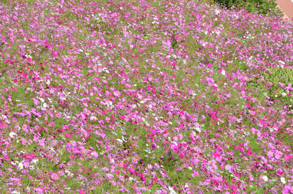 荻野運動公園-コスモス- - 厚木市観光協会 あつぎ観光なび