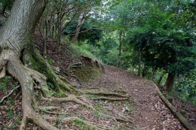 山頂までの野道1.