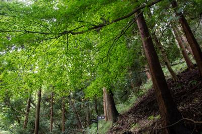 山頂までの野道2
