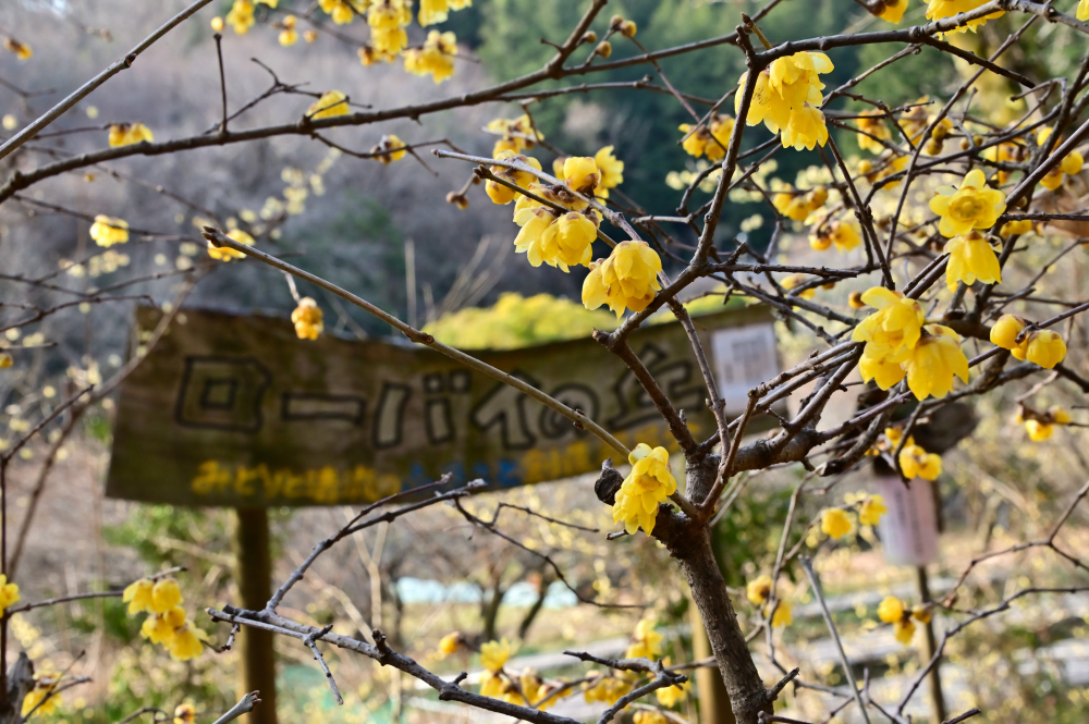 飯山ロウバイの丘のロウバイの写真