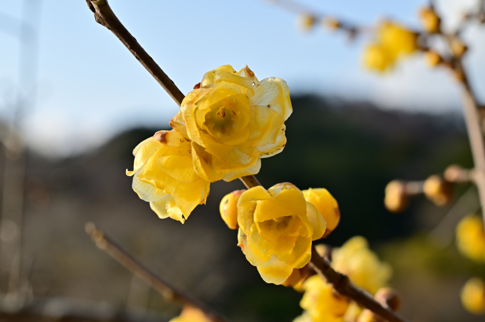飯山ロウバイの丘のロウバイの写真