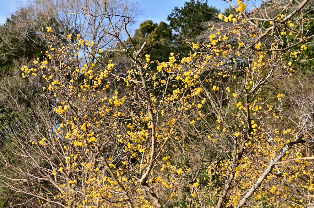  飯山ロウバイの丘のロウバイの写真