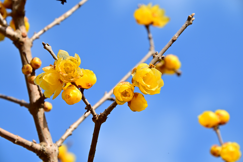  飯山ロウバイの丘のロウバイの写真