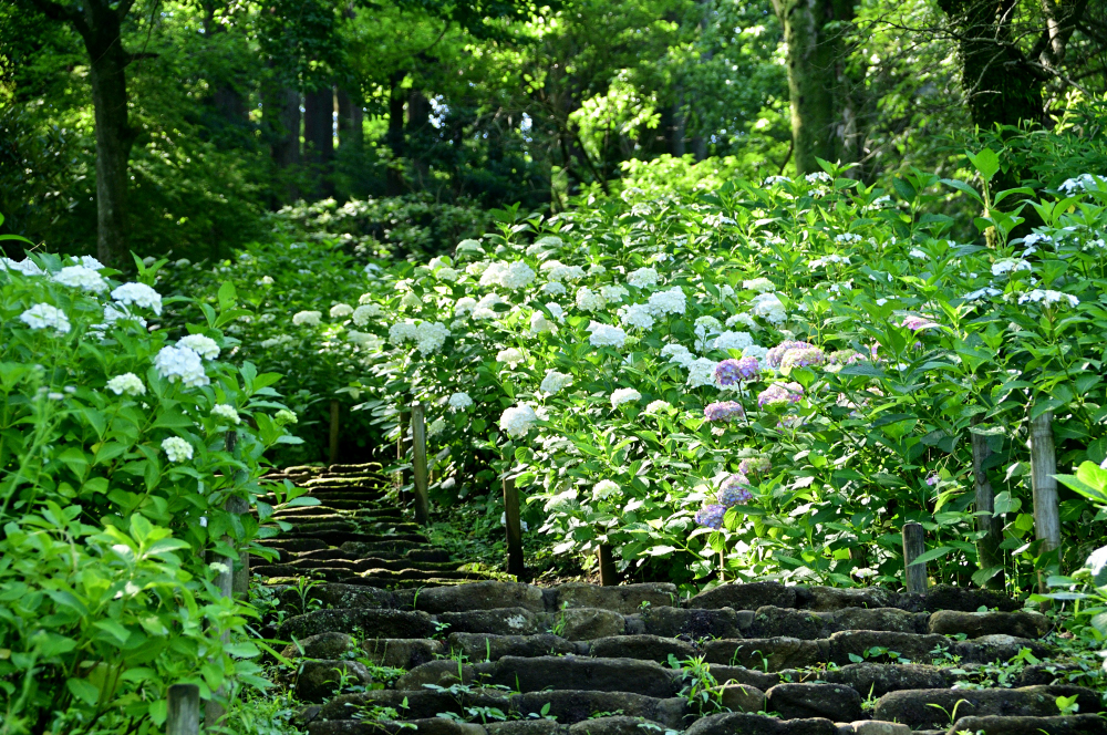 県立七沢森林公園(さくらの園)のアジサイの写真