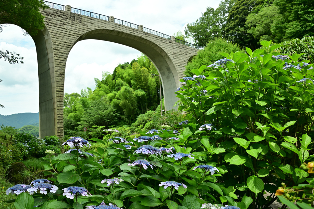 県立七沢森林公園森のかけはし周辺のアジサイの写真