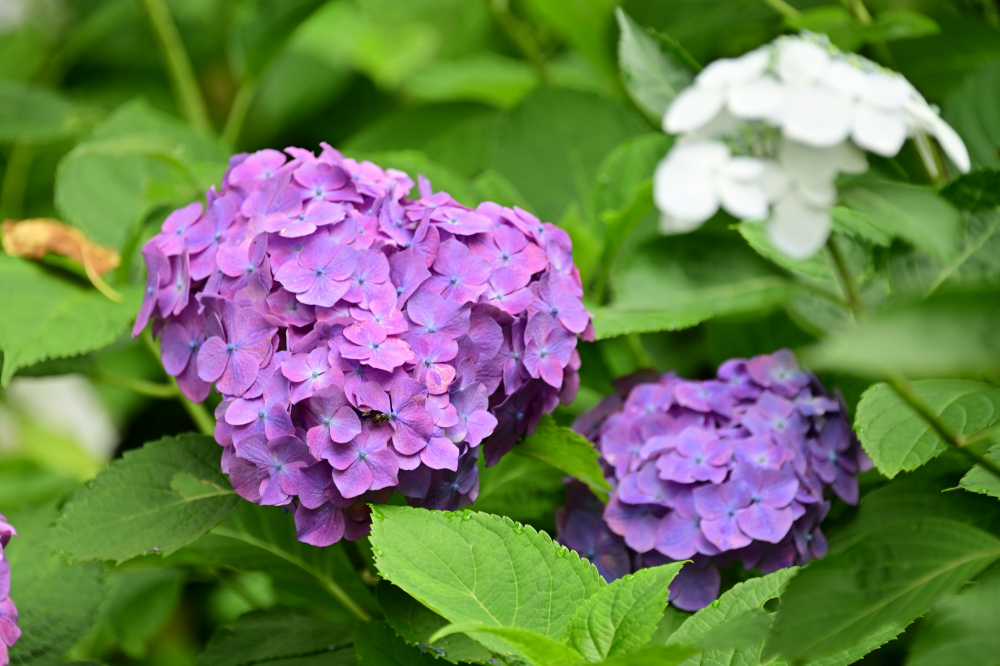 県立七沢森林公園(さくらの園)のアジサイの写真