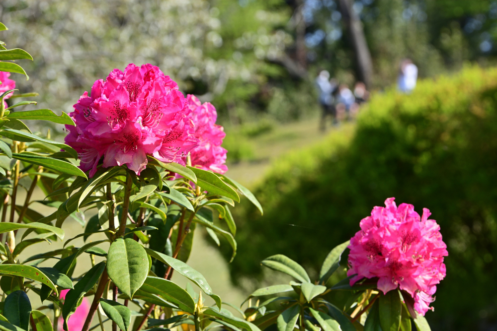県立七沢森林公園のシャクナゲの写真