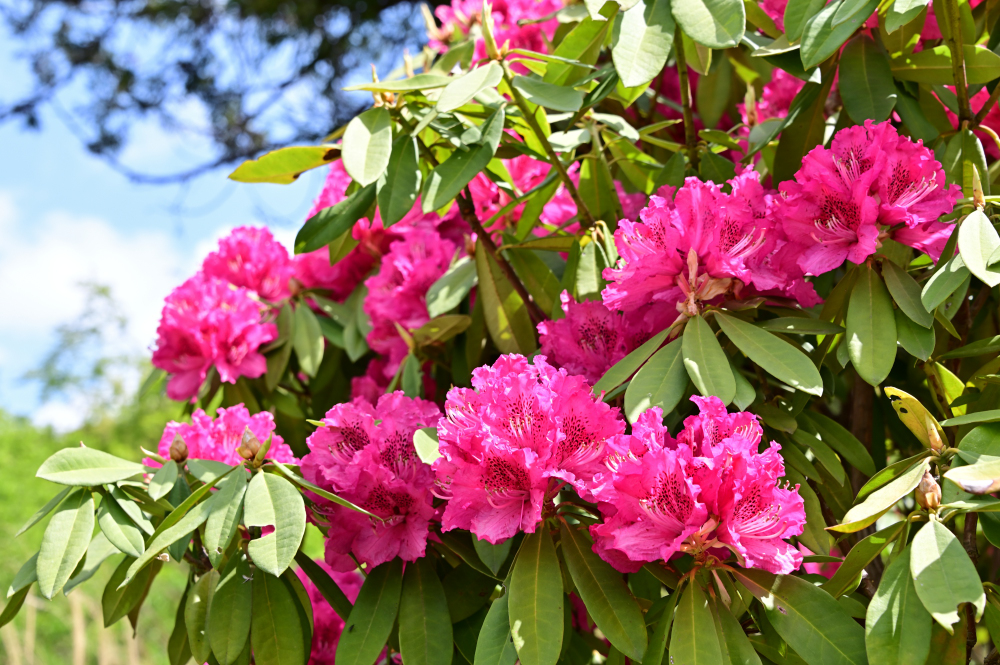 県立七沢森林公園のシャクナゲの写真