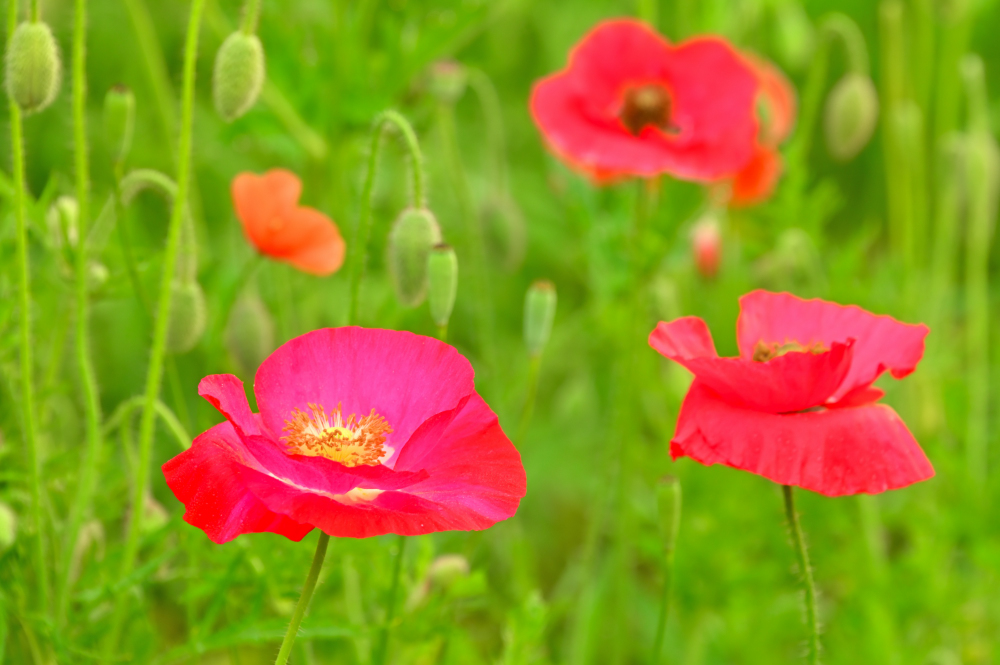 飯山花の里のポピーの写真