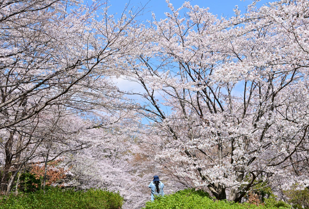 あつぎつつじの丘公園のサクラの写真