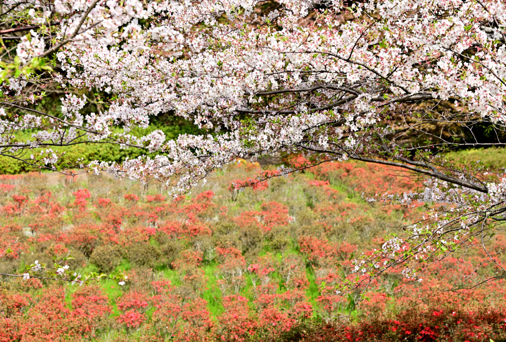 あつぎつつじの丘公園のサクラの写真