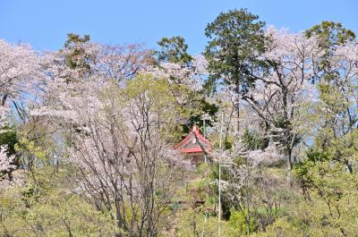 桜に囲まれた小町神社