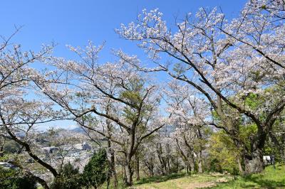 小町神社から眺める桜