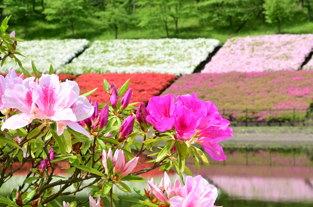 あつぎつつじの丘公園のツツジの写真