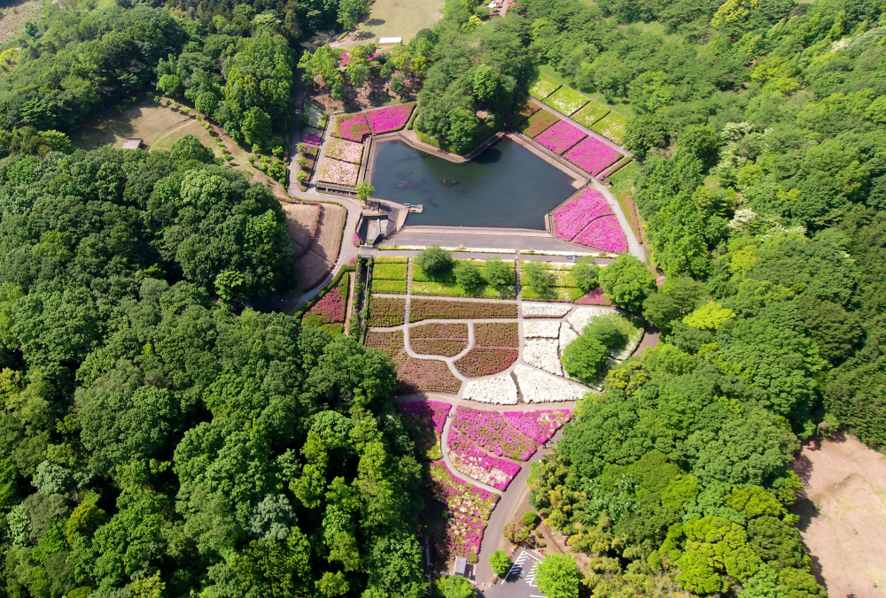 あつぎつつじの丘公園のツツジの写真