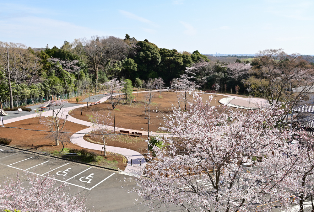 飯山白山森林公園の桜の広場の写真