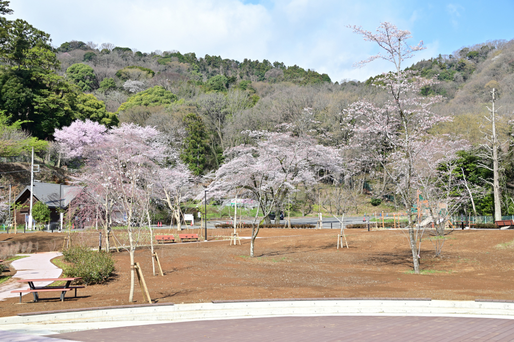 飯山白山森林公園の桜の広場の写真