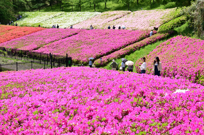 あつぎつつじの丘公園