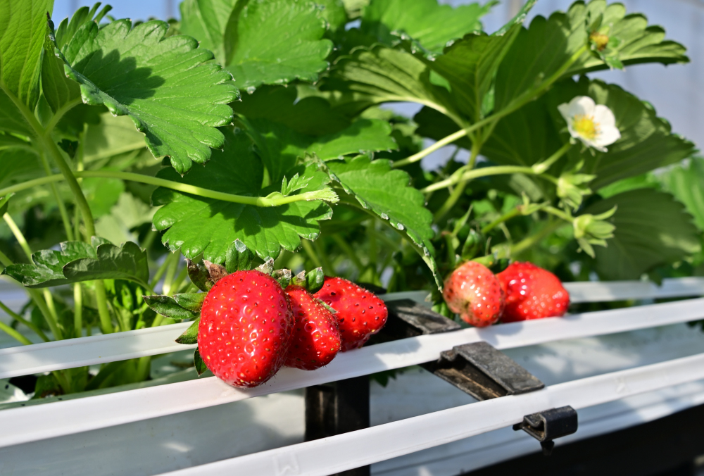 厚木農園の写真