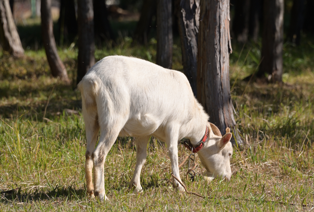 厚木農園の写真