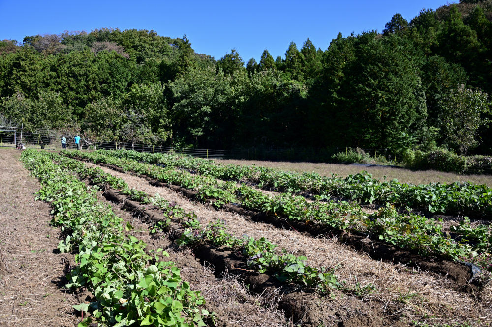Blueberry HILLS あつぎ「豊作の大地」の写真