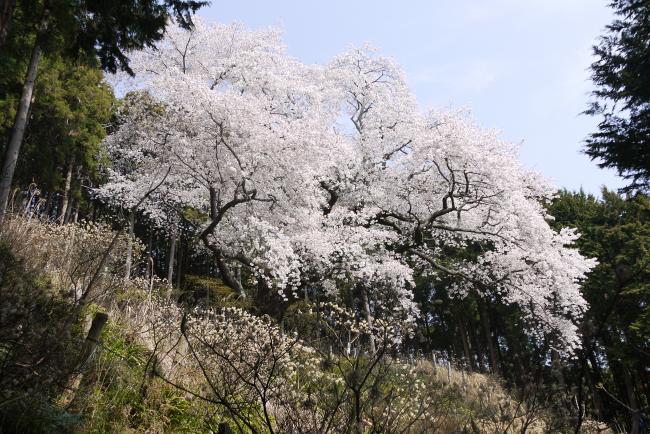 大山桜の写真