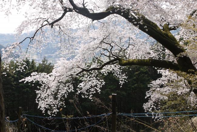 大山桜の写真