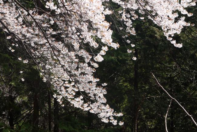 大山桜の写真