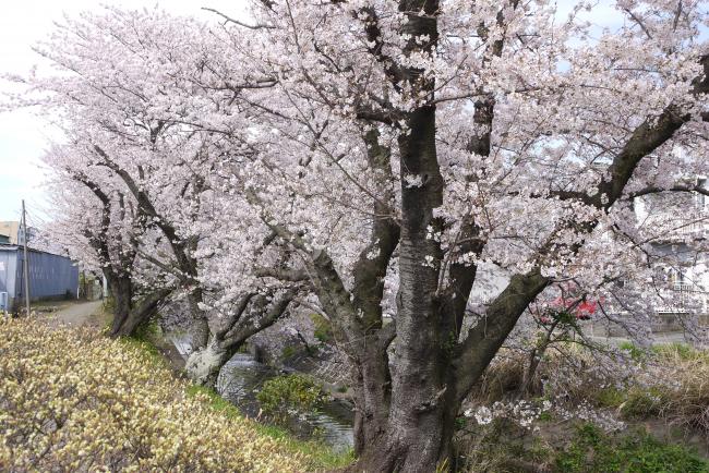 桜並木の写真