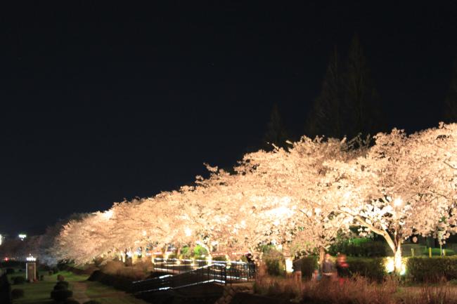 桜並木のライトアップの写真