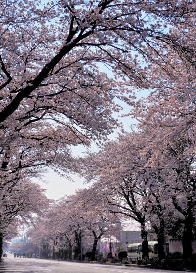 桜並木の桜の写真