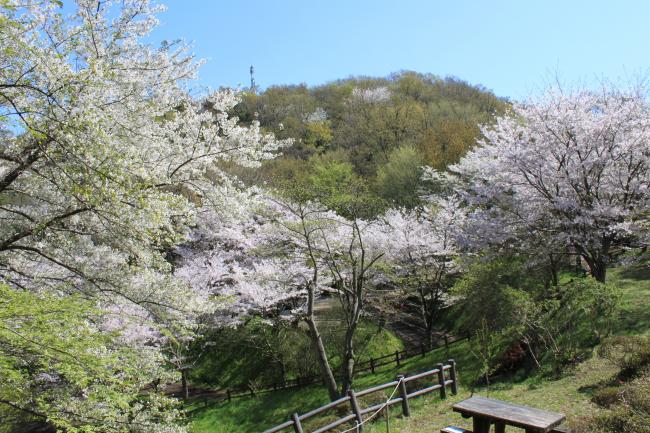 サクラ 弘法山公園 秦野 厚木市観光協会 あつぎ観光なび