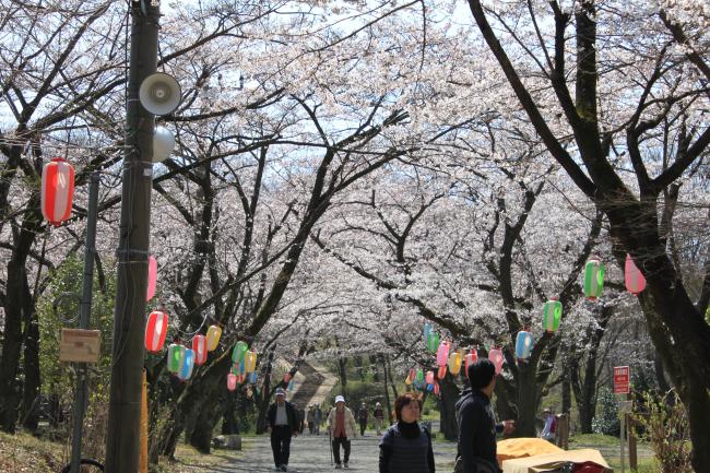 桜のトンネルの写真