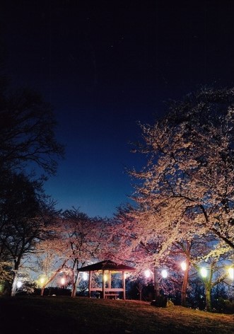 夜桜の写真