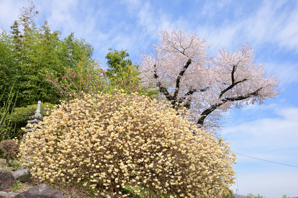 雲渓山常昌院 - 厚木市観光協会 あつぎ観光なび