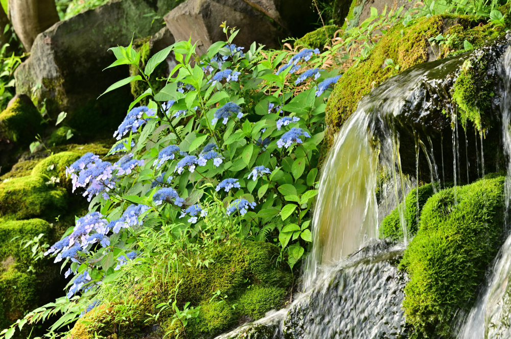 雲渓山常昌院 - 厚木市観光協会 あつぎ観光なび