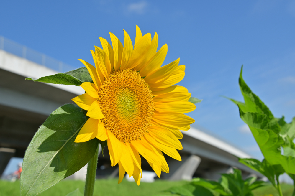 フラワーパーク下依知のヒマワリの写真