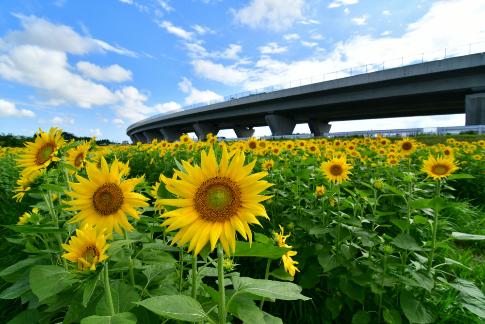 フラワーパーク下依知のヒマワリの写真
