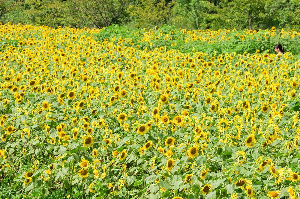フラワーパーク下依知のヒマワリの写真