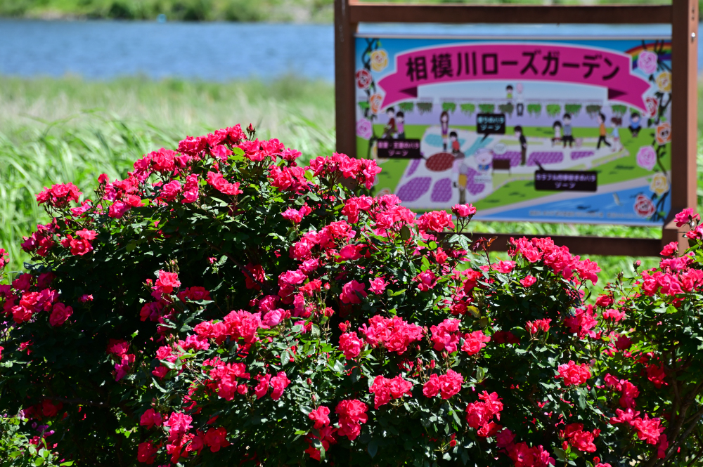 相模川ローズガーデンのバラの写真