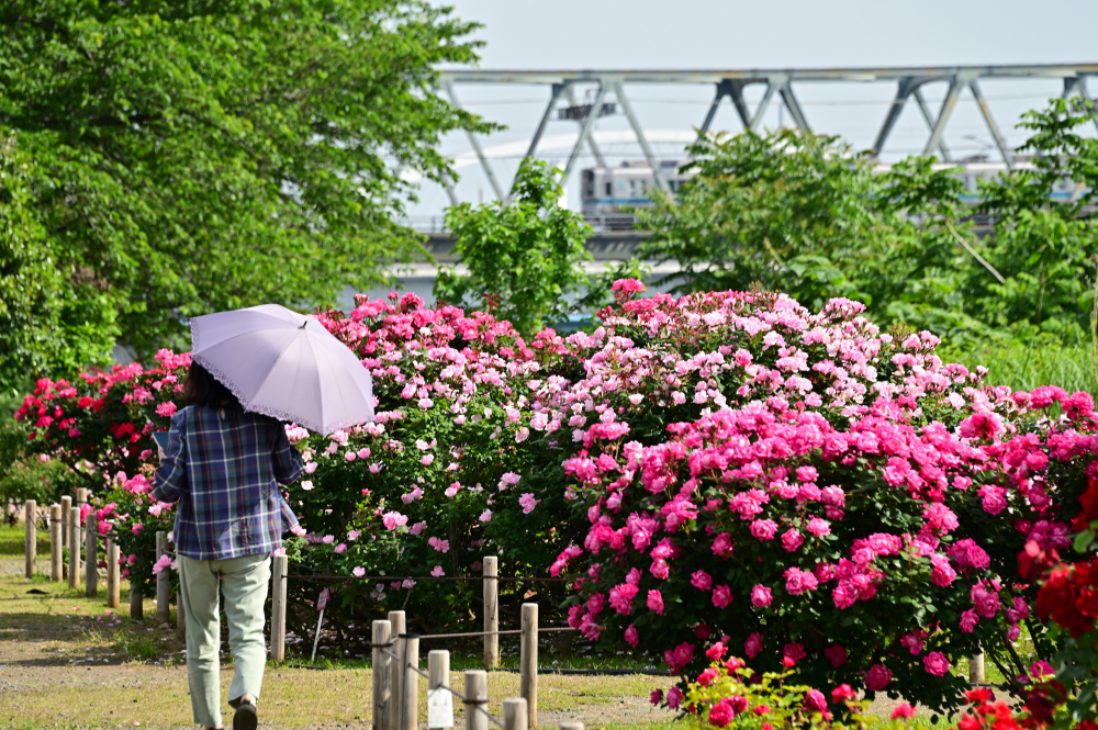 相模川ローズガーデンのバラの写真